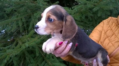 beagle olx mazowieckie.